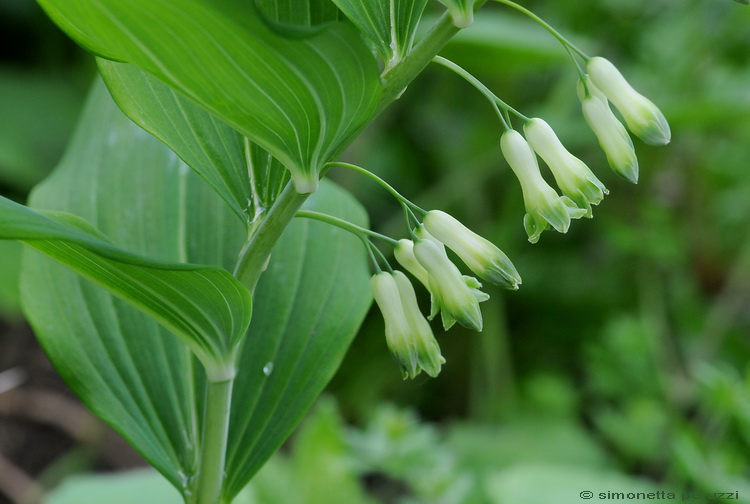 Polygonatum multiflorum / Sigillo di Salomone